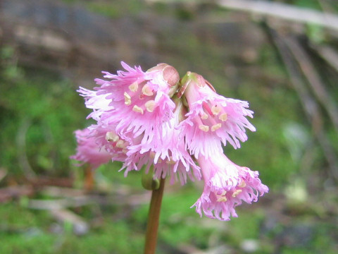 Schizocodon soldanelloides f. alpinus