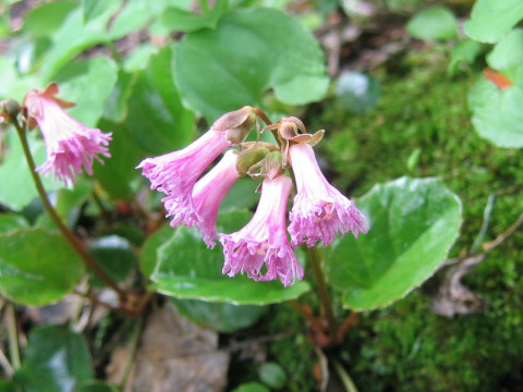 Schizocodon soldanelloides f. alpinus