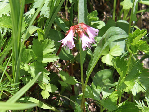 Schizocodon soldanelloides f. alpinus