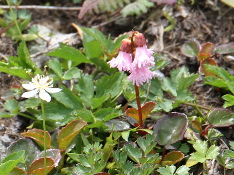 Schizocodon soldanelloides f. alpinus