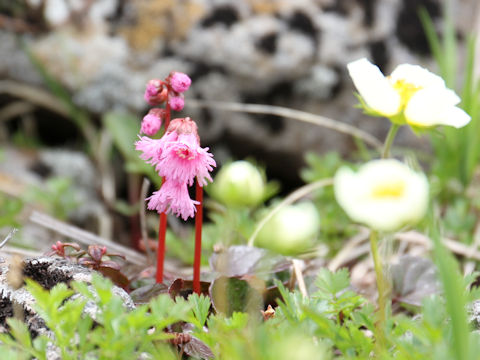 Schizocodon soldanelloides f. alpinus