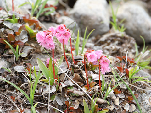 Schizocodon soldanelloides f. alpinus