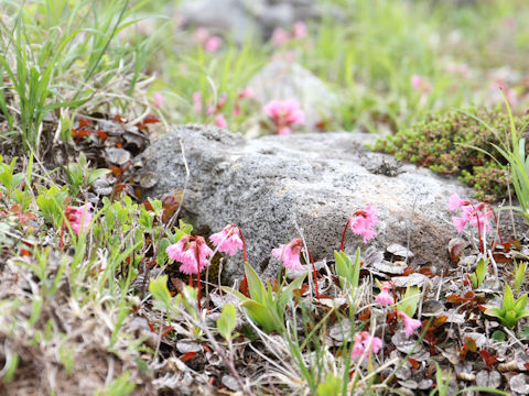 Schizocodon soldanelloides f. alpinus