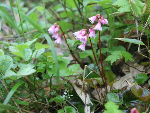 Schizocodon soldanelloides f. alpinus