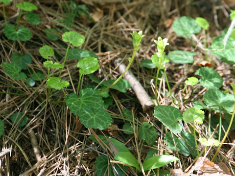 Shortia uniflora var. kantoensis