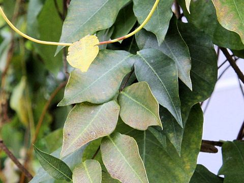 Cynanchum sublanceolatum