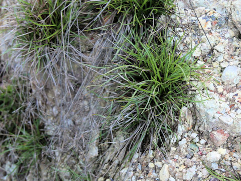 Carex chrysolepis