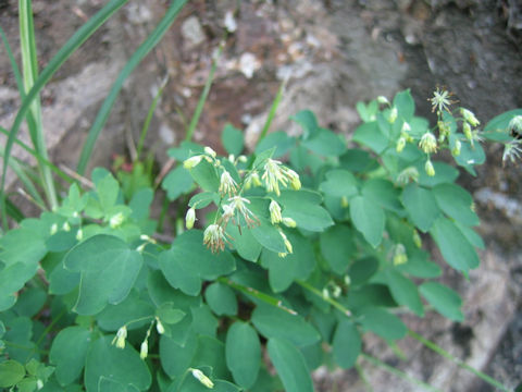 Thalictrum minus var. stipellatum