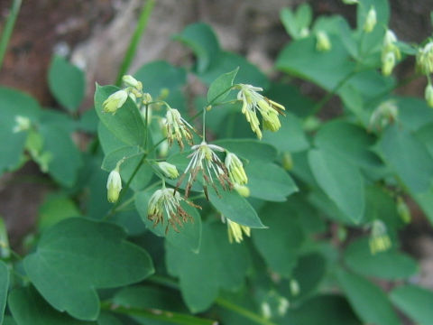 Thalictrum minus var. stipellatum