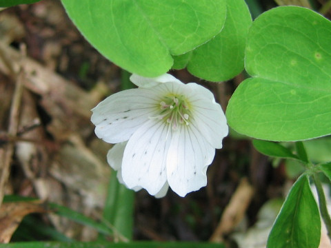 Oxalis acetosella