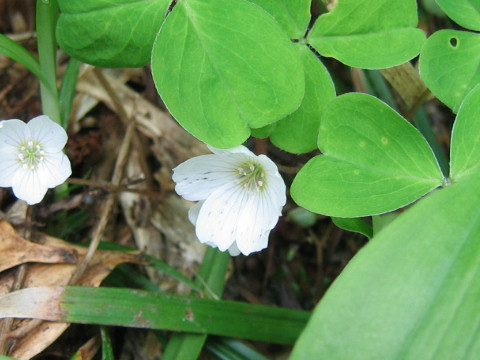 Oxalis acetosella