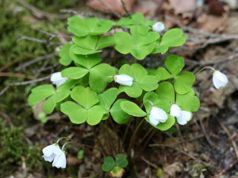 Oxalis acetosella