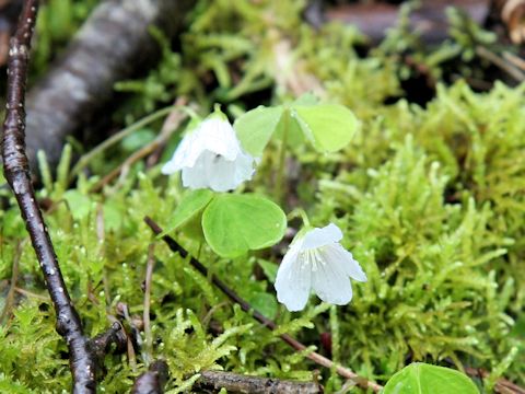 Oxalis acetosella