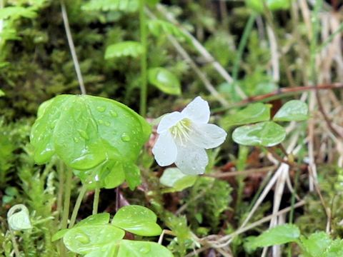 Oxalis acetosella