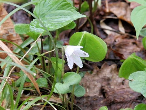 Oxalis acetosella