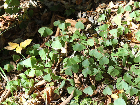 Oxalis acetosella