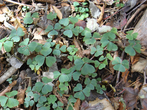 Oxalis acetosella