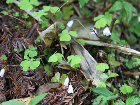 Oxalis acetosella