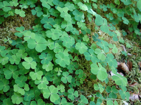 Oxalis acetosella