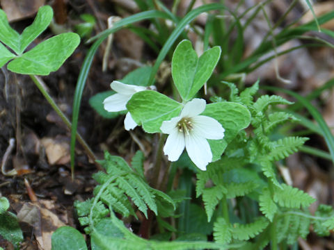 Oxalis acetosella