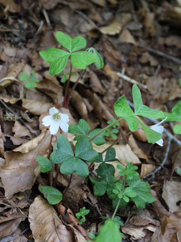 Oxalis acetosella