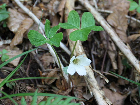 Oxalis acetosella