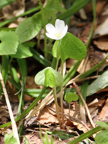 Oxalis acetosella