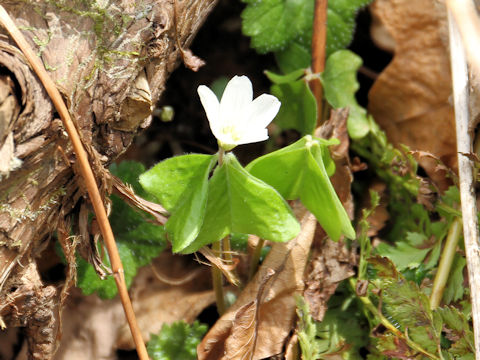 Oxalis acetosella