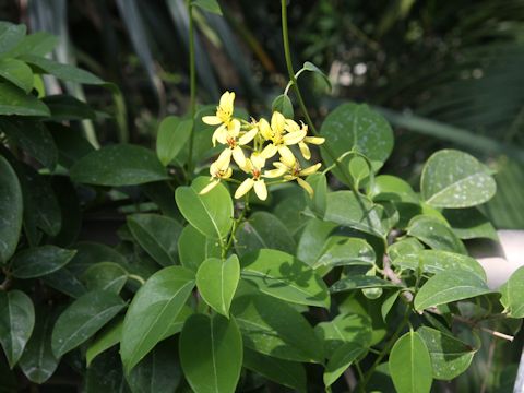 Tristellateia australasiae