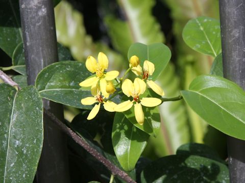 Tristellateia australasiae