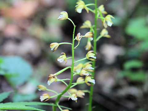 Oreorchis patens