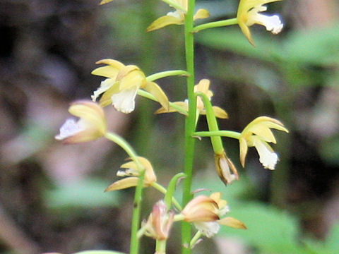 Oreorchis patens