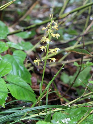 Oreorchis patens