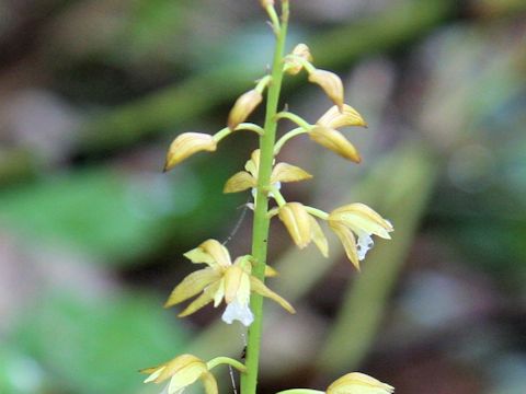 Oreorchis patens