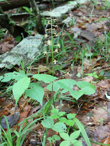 Oreorchis patens