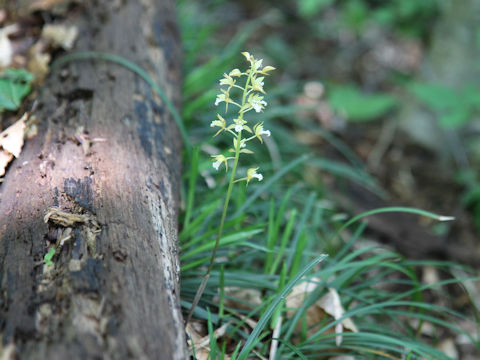 Oreorchis patens