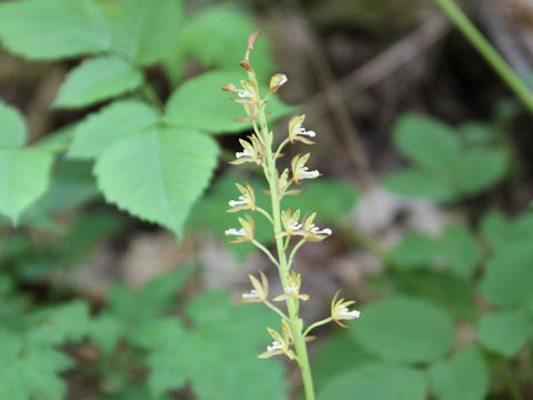 Oreorchis patens