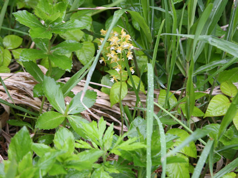 Oreorchis patens