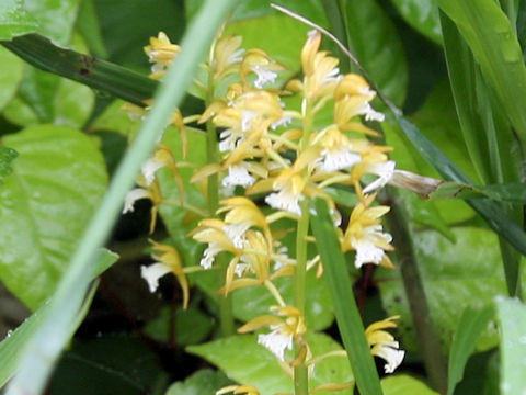 Oreorchis patens