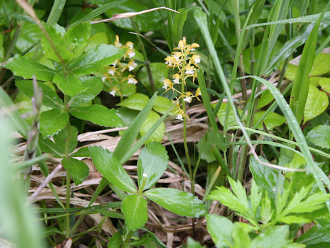 Oreorchis patens