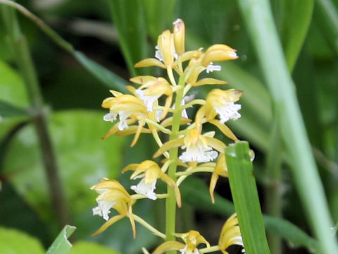 Oreorchis patens