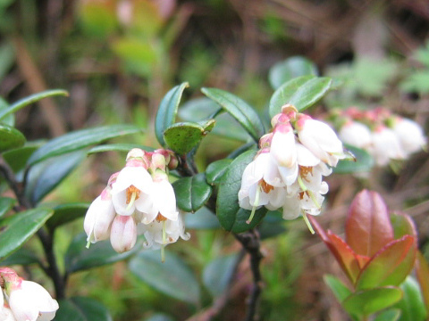 Vaccinium vitis-idaea