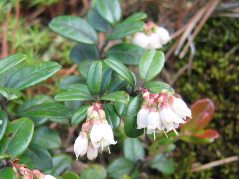 Vaccinium vitis-idaea