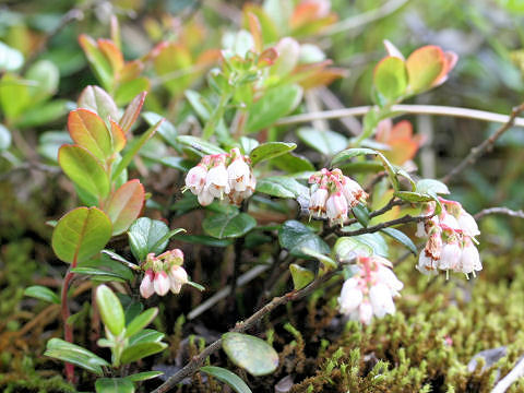 Vaccinium vitis-idaea