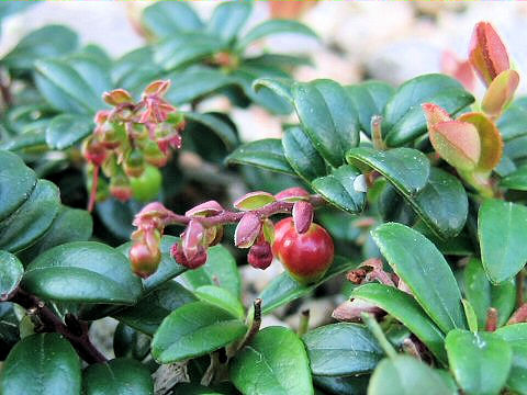 Vaccinium vitis-idaea