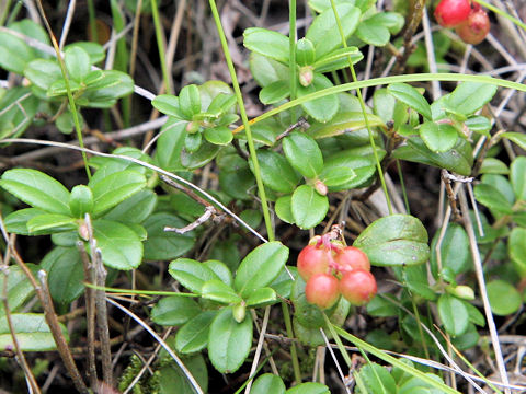 Vaccinium vitis-idaea