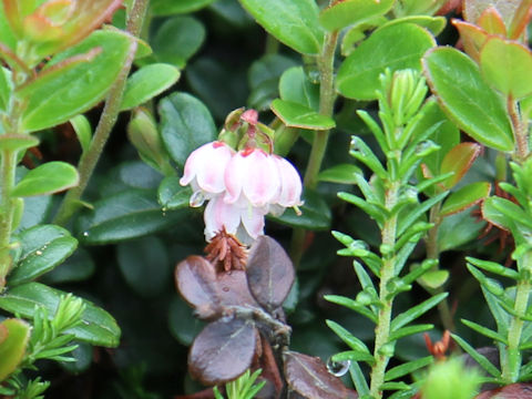 Vaccinium vitis-idaea