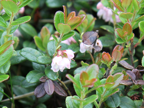 Vaccinium vitis-idaea