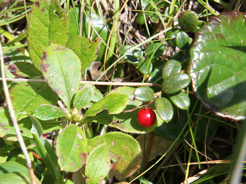 Vaccinium vitis-idaea