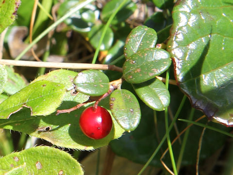 Vaccinium vitis-idaea